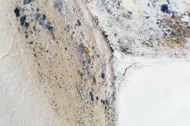 Professional Mold Prevention & Removal  in Carrington, ND